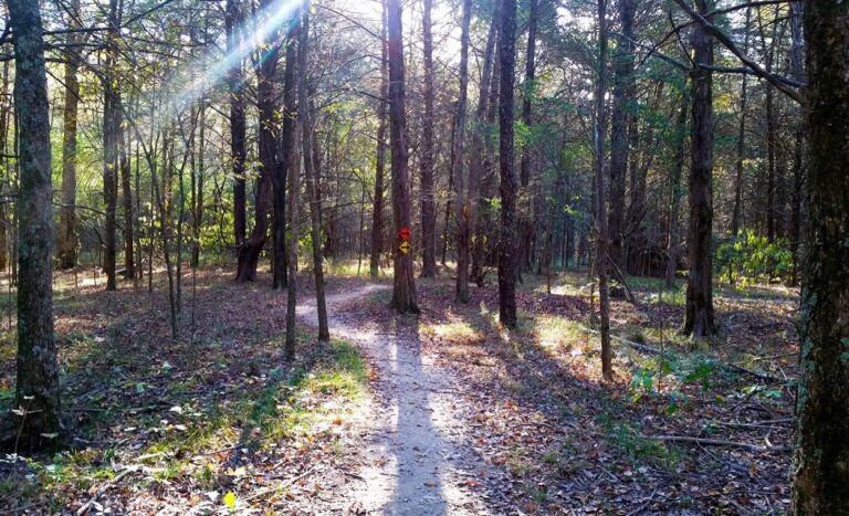 buddybuttspark 1 768x467